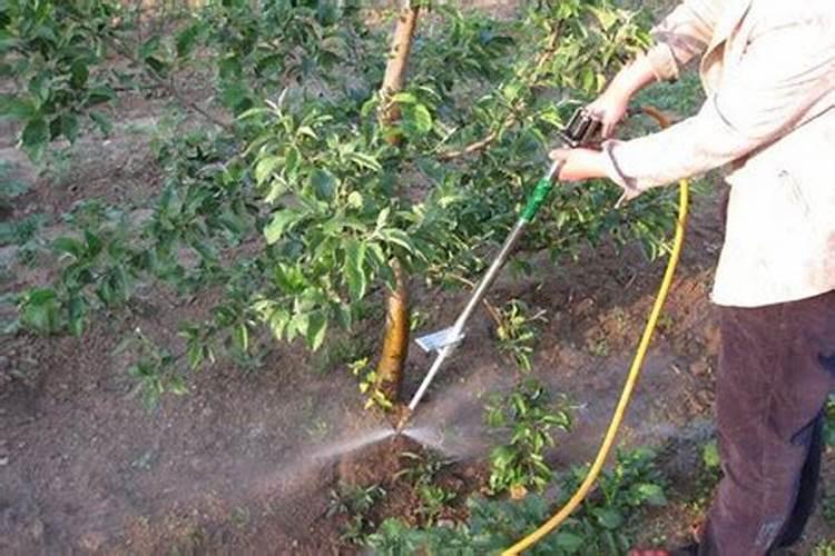 苹果树施肥如何科学施肥？苹果树的施肥技巧
