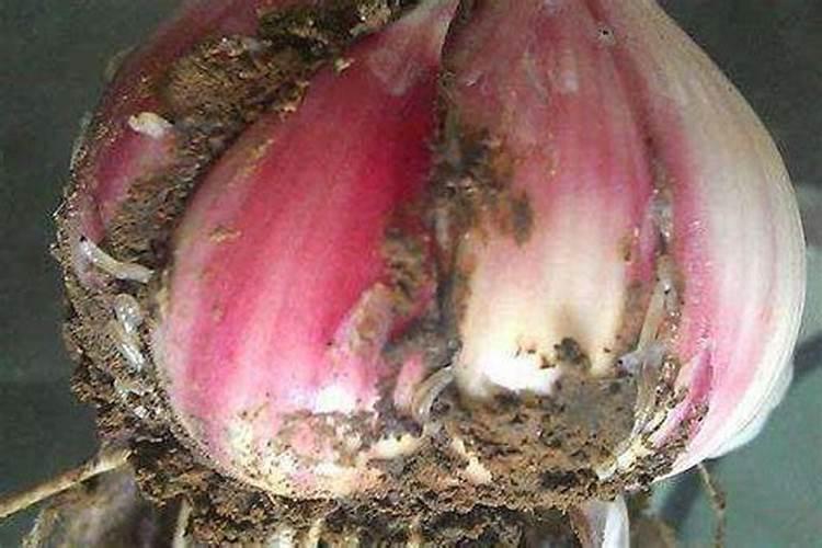 大蒜根蛆的综合防治技术：确保健康生长的关键步骤