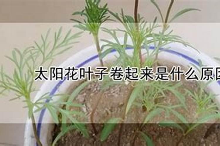 太阳花叶子卷起来是什么原因？