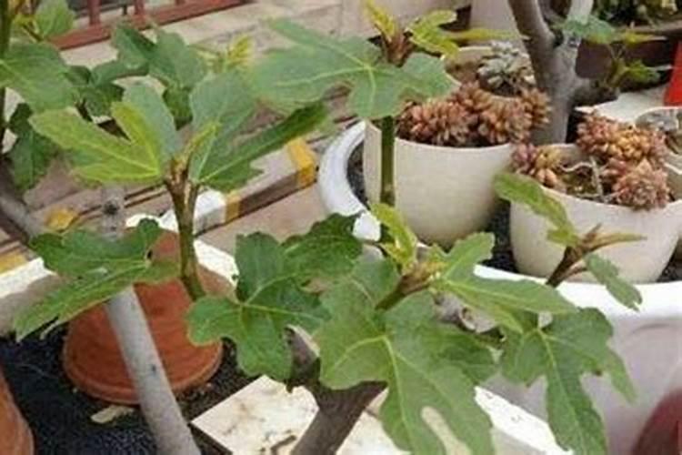 种无花果修剪技术