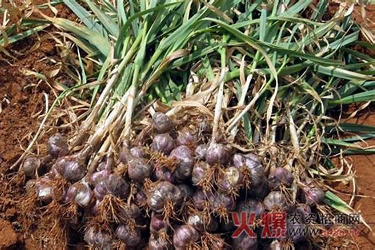 种植大蒜亩产量是多少？
