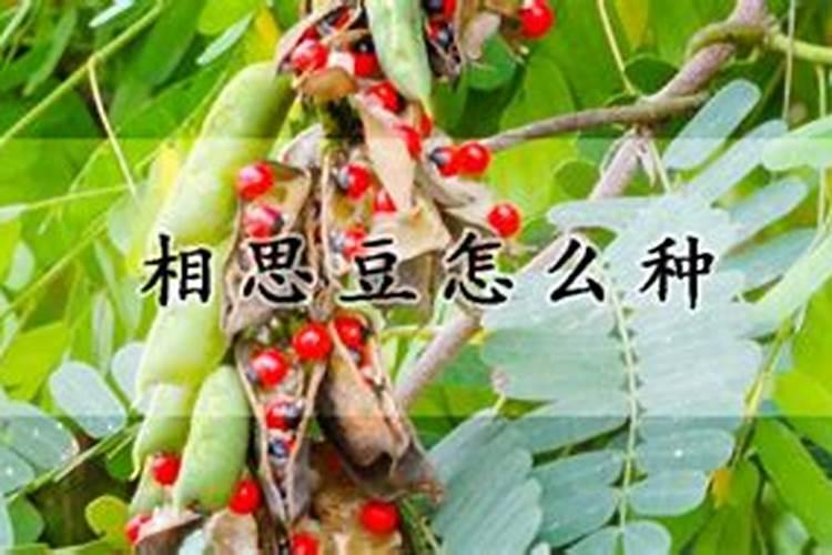 相思豆怎么种