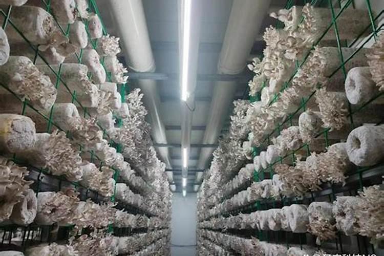 揭秘设施化栽培食用菌菇房设计之道