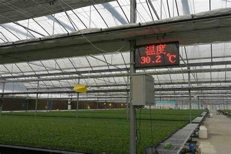 大棚温湿度多少有利于花卉生长