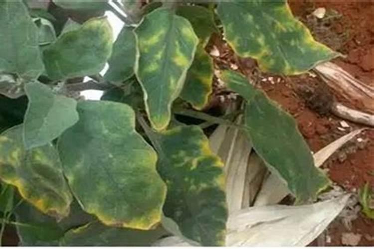 茄子缺镁怎么办？