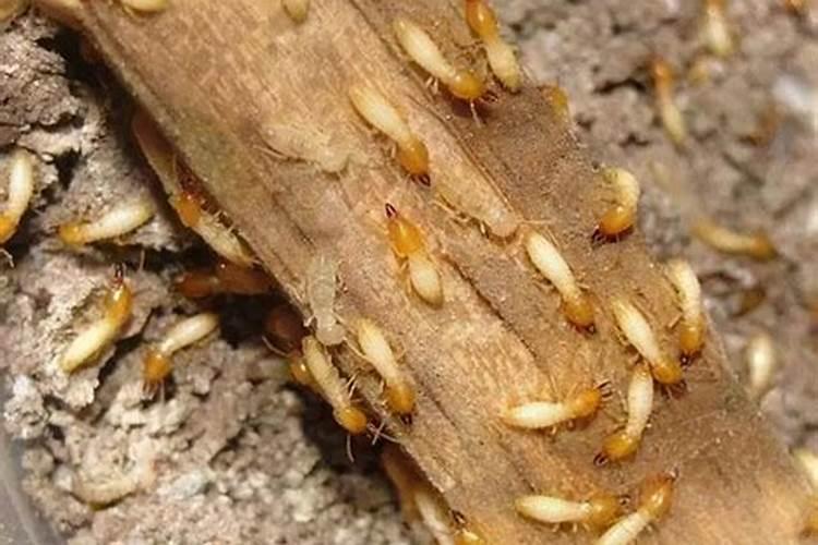 几种地下害虫的危害及地下害虫特效药推荐？