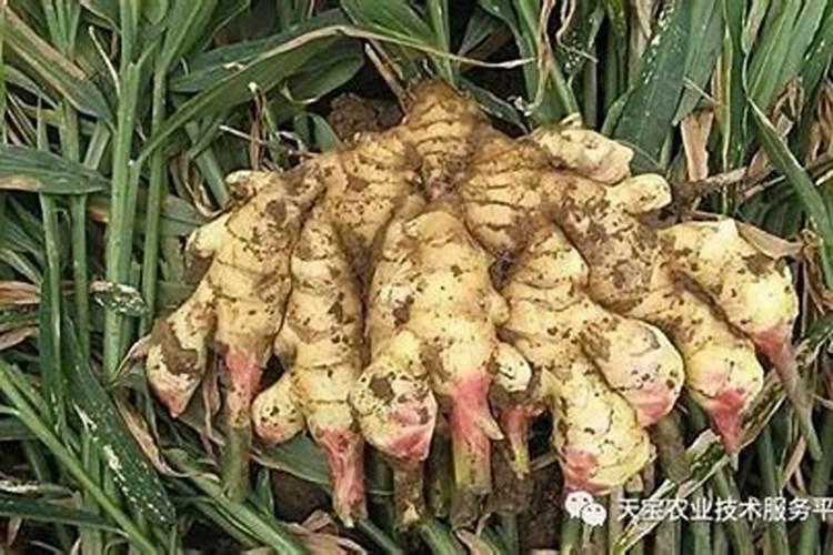 生姜高产秘诀：精准施肥时机与方法解析？