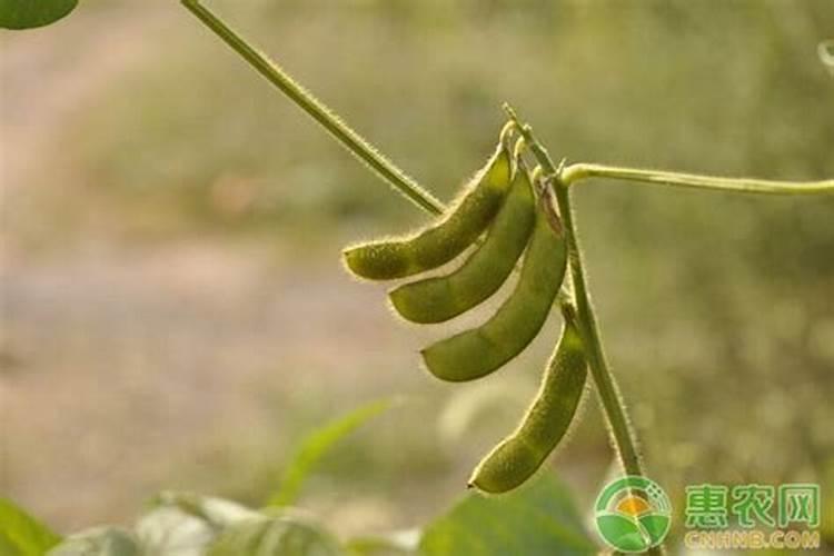 浅析几种有效实用的大豆优质高产栽培技术？