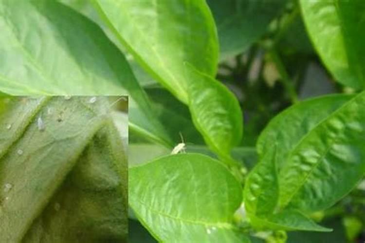 辣椒的守护者：高效防治蚜虫的策略