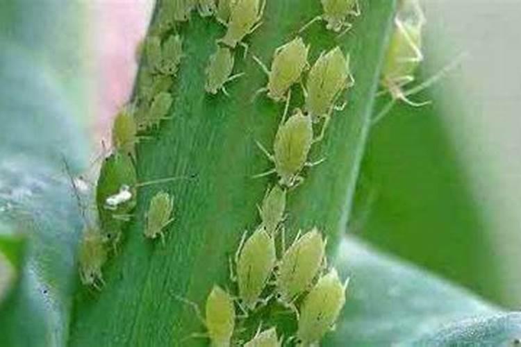 守护绿茵场：大蒜蚜虫的危害与防治策略