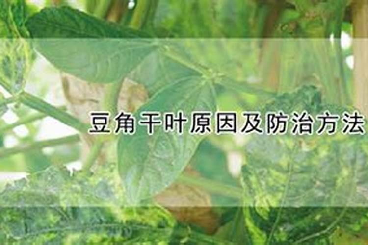 豆角干叶的防治方法？