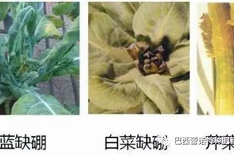 小麦马铃薯缺硼怎样补？