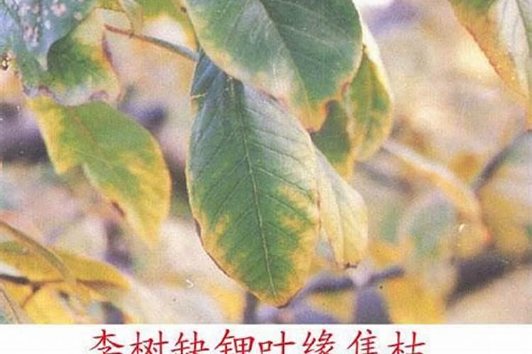 植物营养过剩的症状