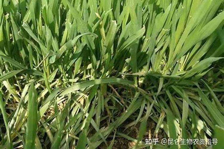 小麦麦苗发黄的原因有哪些？