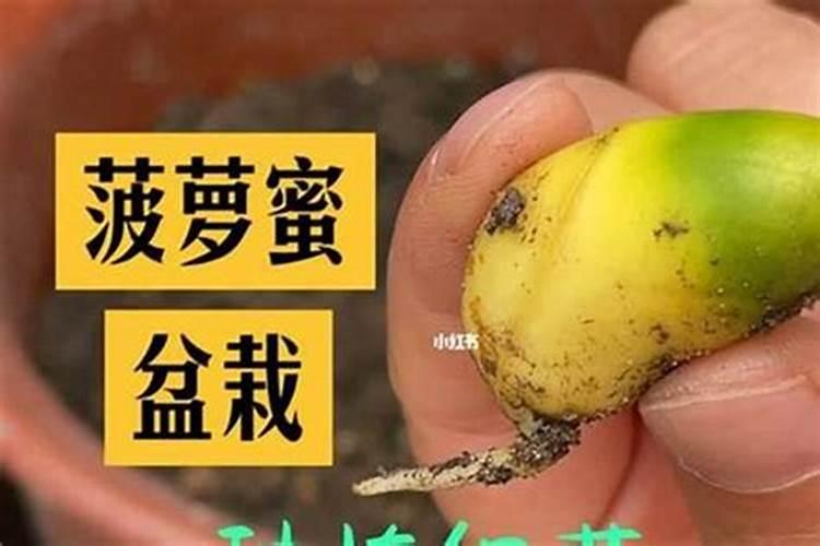 揭秘菠萝蜜种子的育苗与种植秘籍