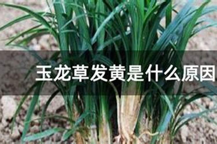 玉龙草叶子发黄是什么原因？