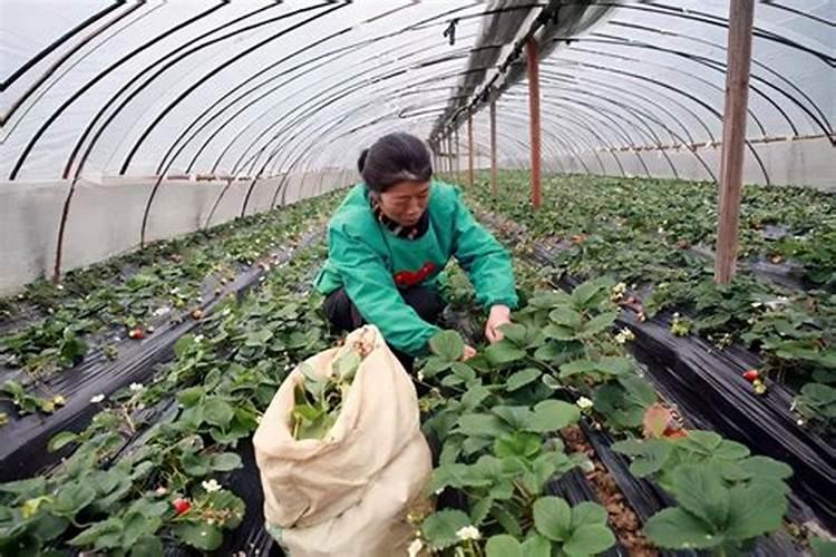 掌握关键：大棚草莓花期精细化管理攻略
