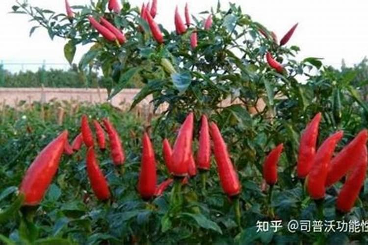 小米辣（朝天椒）管理技术培训