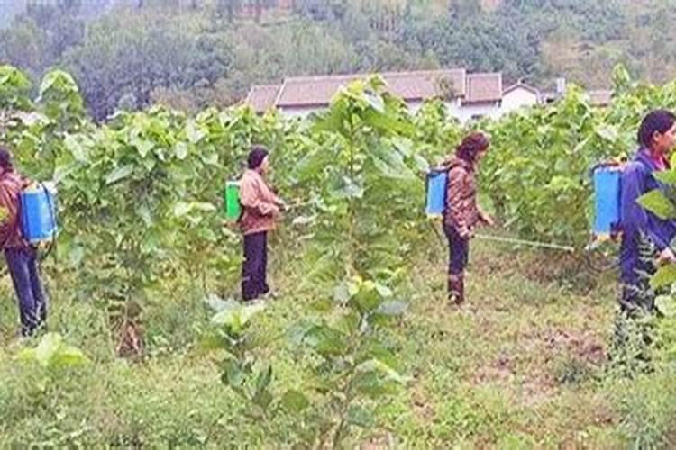 化学除草需要注意的是什么？你有哪些了解？