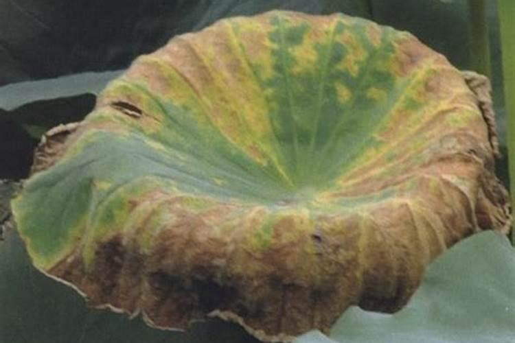 莲藕褐斑病的危害症状？