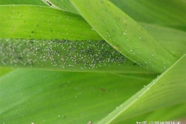 玉米蚜虫综合防治技术：保障粮食安全的关键策略