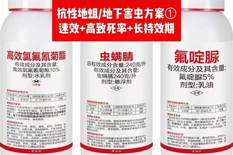 守护绿色宝藏：大蒜地下虫的防治与用药时机