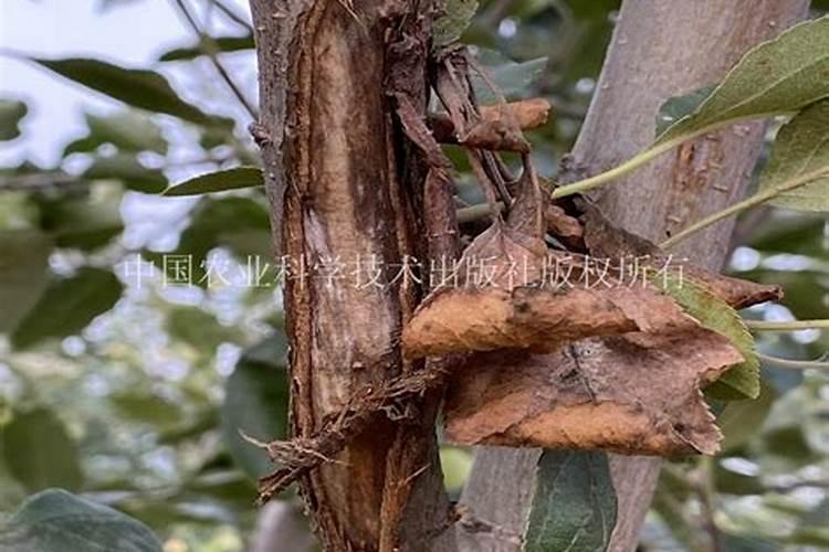 苹果树病虫害防治关键
