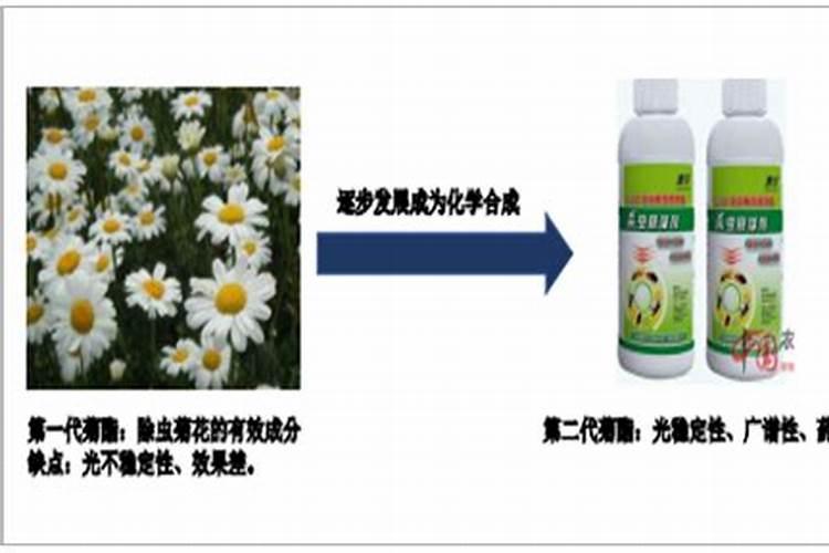 胺菊酯的危害与应对：中毒症状及急救措施