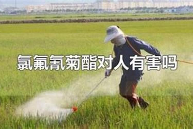 菊酯对人有毒吗