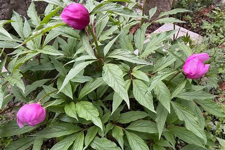 揭秘芍药病虫害防治：守护美丽，从细节开始