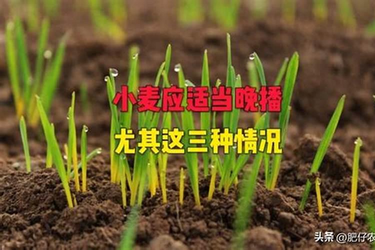 晚播小麦的肥水管理策略：确保丰收的关键步骤