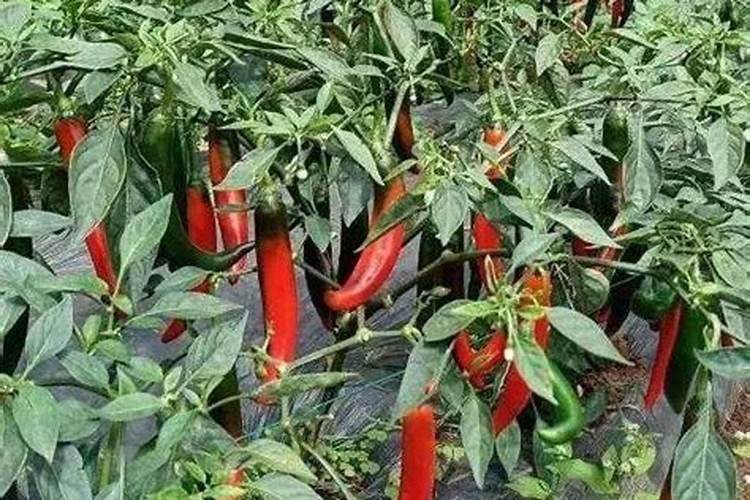 美人椒的绿色奇迹：掌握高效种植技术