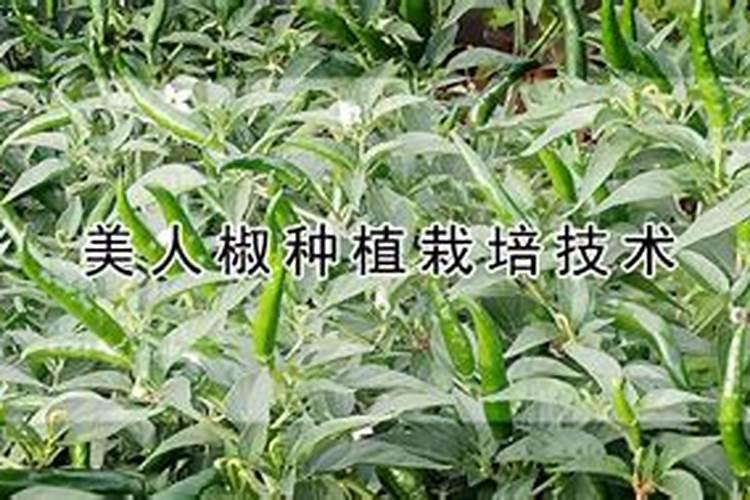 种植美人椒需要多大盆