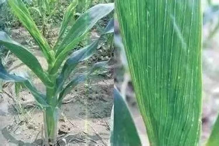 玉米粗缩病防治方法？