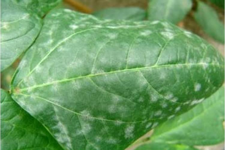 菜豆霜霉病要如何用药？