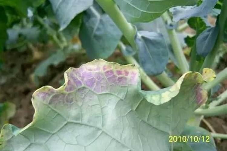 苹果缺磷会怎样？苹果缺磷的防治！