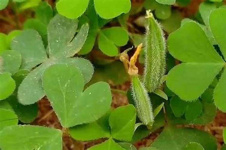 酢浆草种子，酢浆草种子怎么种植的方法？