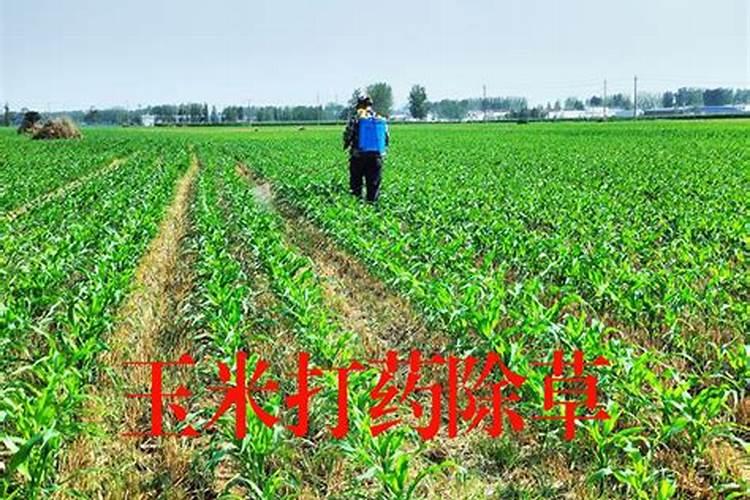 西瓜在小麦收获后如何预玉米除草剂的危害？