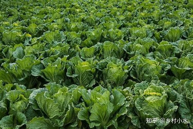 秋白菜浇水技巧及注意事项详解