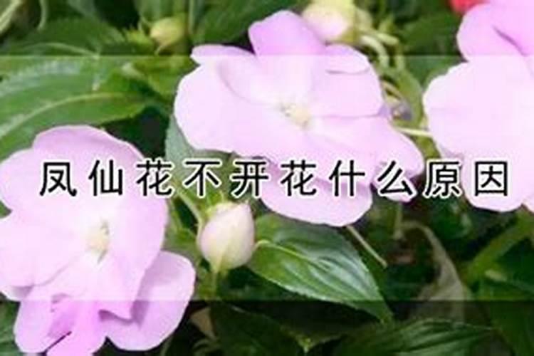 凤仙花不开花的原因