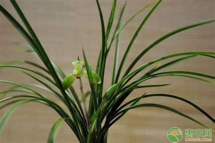 兰花白绢病的症状及防治方法？