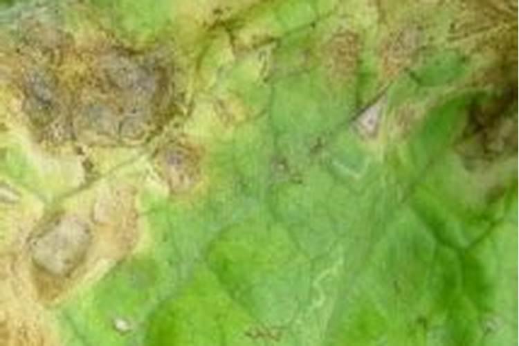战胜大白菜黑斑病：有效农药与治理策略