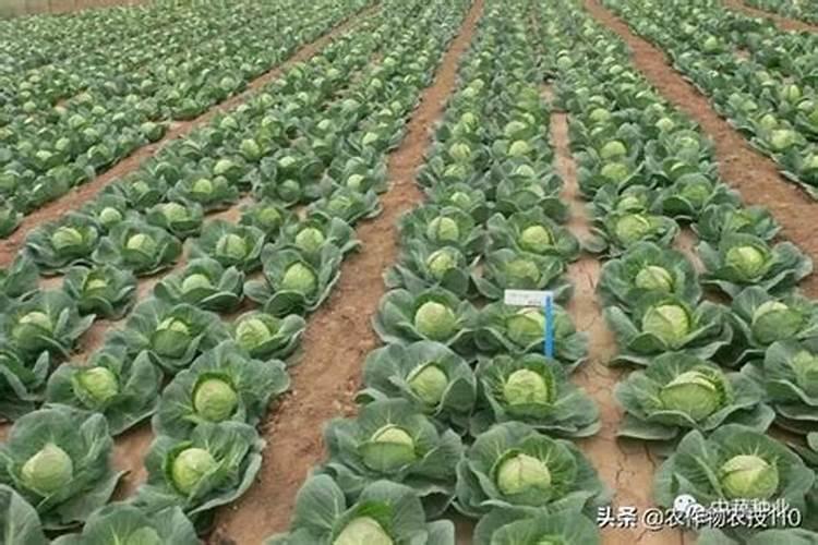 如何避免春甘蓝未熟抽薹？