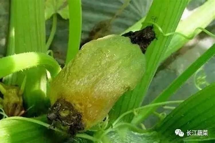 战胜西葫芦软腐病：策略与实践