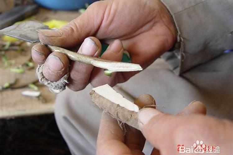 嫁接牡丹：掌握关键要点成就花卉艺术