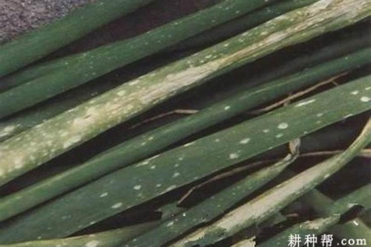 洋葱灰霉病：隐匿的传播者揭秘