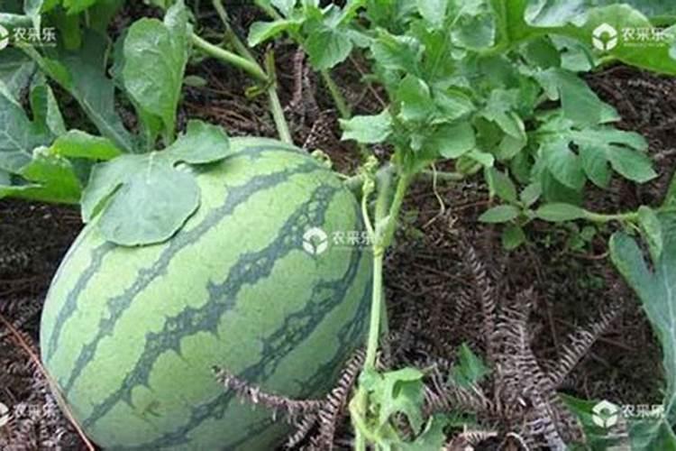 西瓜地下害虫的种类及防治办法？