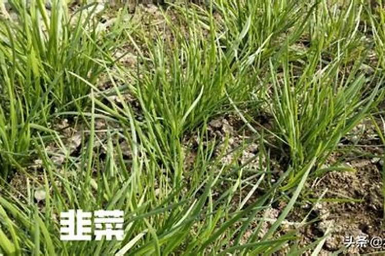 露地韭菜冬季管理的艺术：策略与技巧