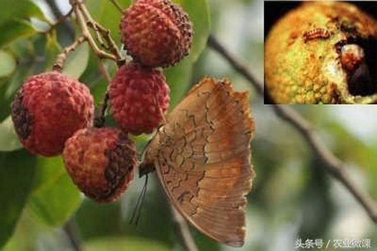 荔枝小灰蝶该如何防治？