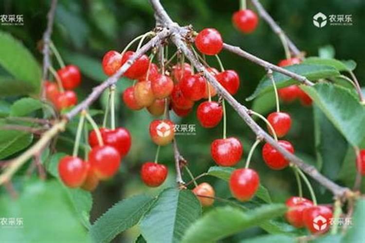 大樱桃抽条的原因